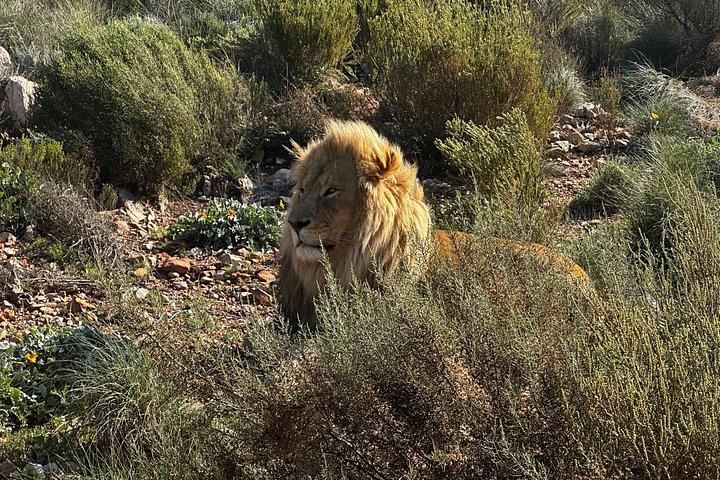 Aquila Big 5 Safari and Wine Tasting Day Tour – From Cape Town