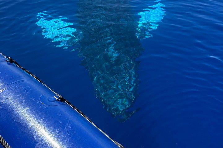 FULL SHADE VIP Premiere Whale Watch-Raft Kaanapali Beach