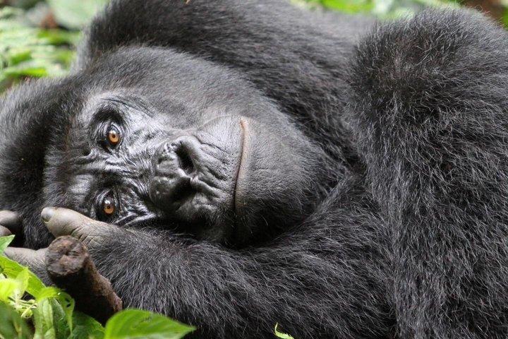 3 dagars Gorillavandring, ekvator- och gemenskapstur