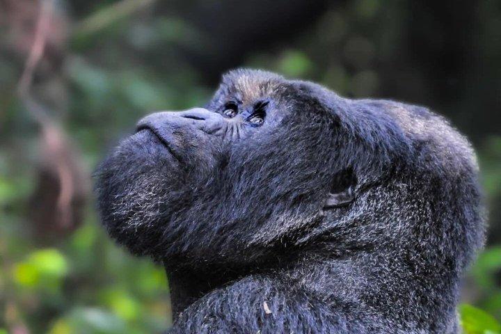 3 dagars Gorillavandring, ekvator- och gemenskapstur