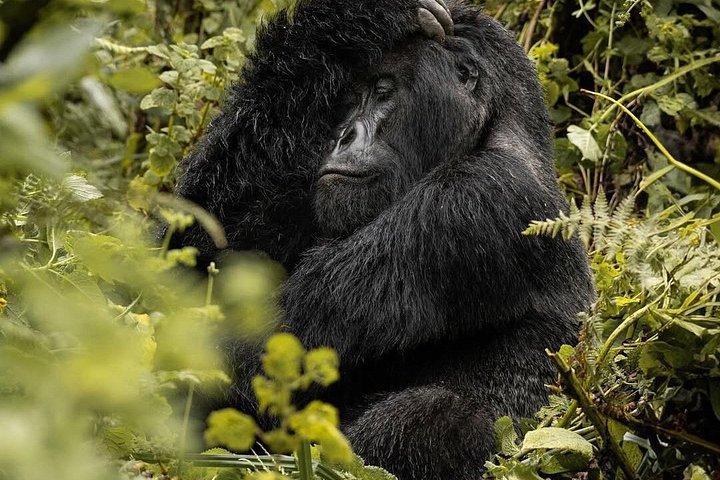 3 Days Gorilla trekking, Equator and Community Tour