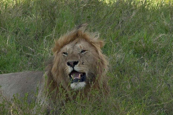 ジャンボケニアサファリ-究極の野生動物サファリ5日間アドベンチャー