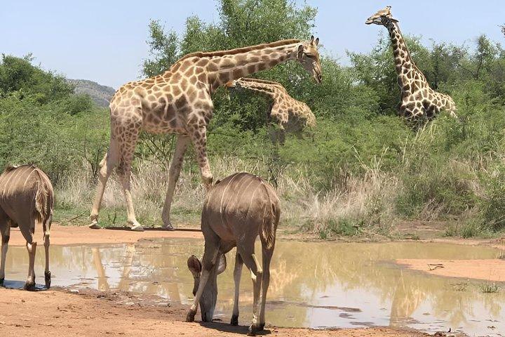 Zanzibar to Mikumi Safari Day Trip with Flight Lunch and Transfer