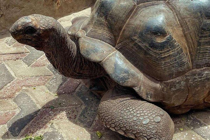 ストーンタウン監獄島とスパイスファーム（ランチ付き）ザンジバルツアー