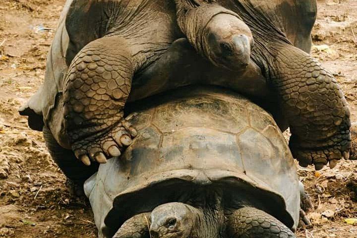 ストーンタウン監獄島とスパイスファーム（ランチ付き）ザンジバルツアー