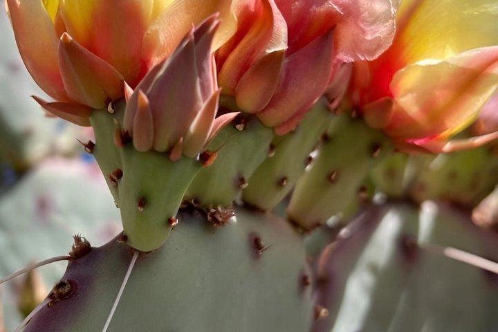 Paseo de bienestar y meditación en el desierto de Sonora : Jardín Botánico
