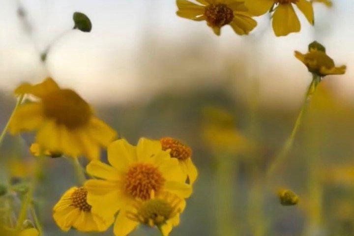 Paseo de bienestar y meditación en el desierto de Sonora : Jardín Botánico