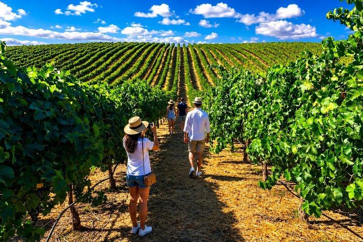 Private Bekaa Wine Tour | 3 Wineries · St Thomas, Kefraya & Ksara