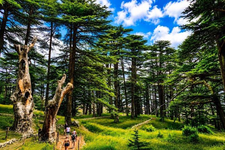 Qadisha Valley, Cedars & Baalbek Private Tour | May–Oct Only