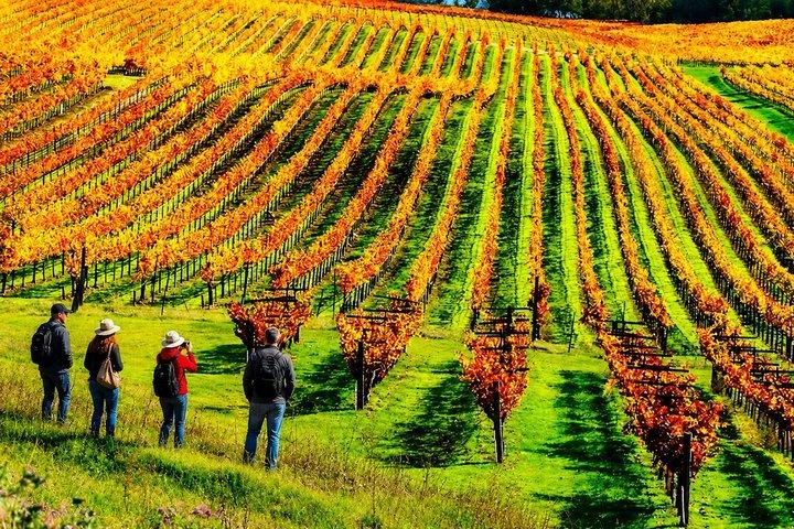 Tour privato di degustazione di vini da Beirut