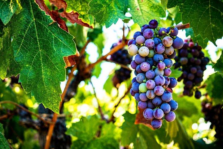 Private Wine Tasting Day Tour from Beirut