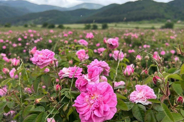 From Sofia: Rose Valley, Shipka & Buzludzha Small Group Day Tour