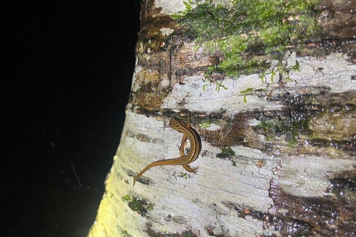 Great Smoky Mountains Rare Synchronous Firefly Waterfalls Walk