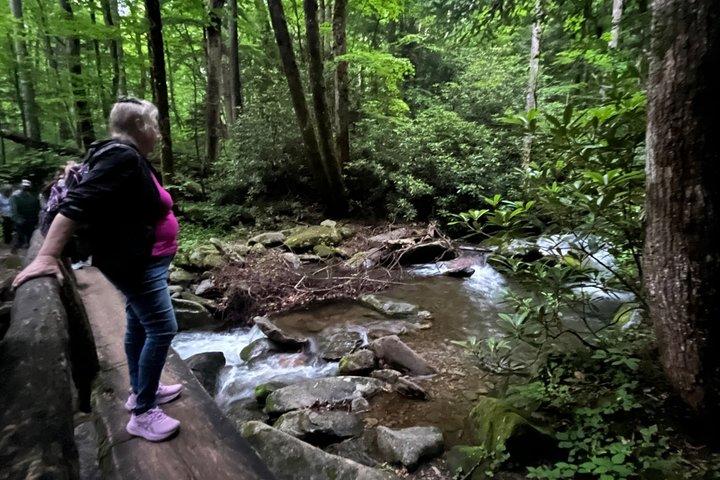 Great Smoky Mountains Rare Synchronous Firefly Waterfalls Walk