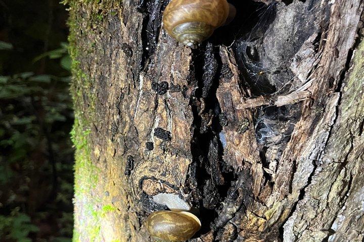 Great Smoky Mountains Rare Synchronous Firefly Waterfalls Walk