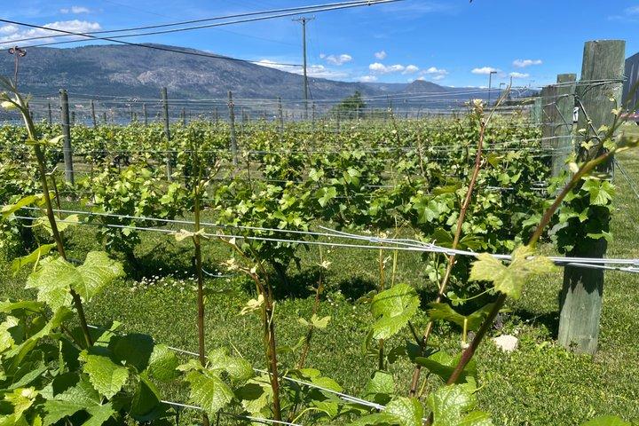 Anmeldelse af West Kelowna Wine Tour