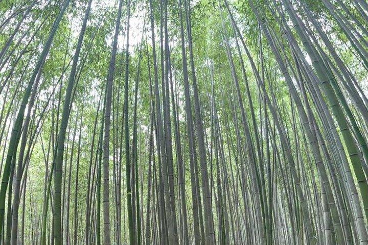 Visite privée d'une journée des points forts d'Arashiyama et de Nara