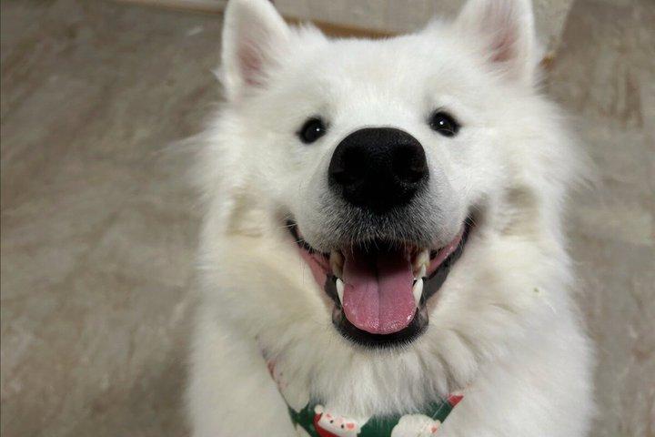 東京の大型犬カフェほっとひと犬