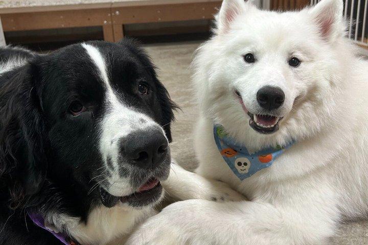 東京の大型犬カフェほっとひと犬
