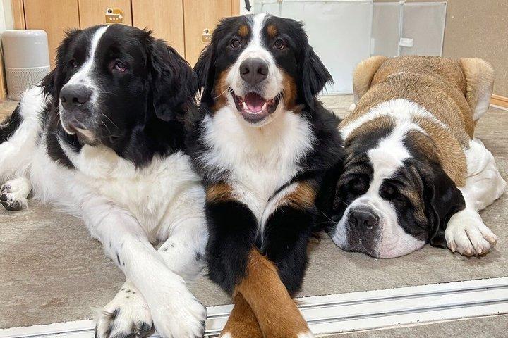 東京の大型犬カフェほっとひと犬