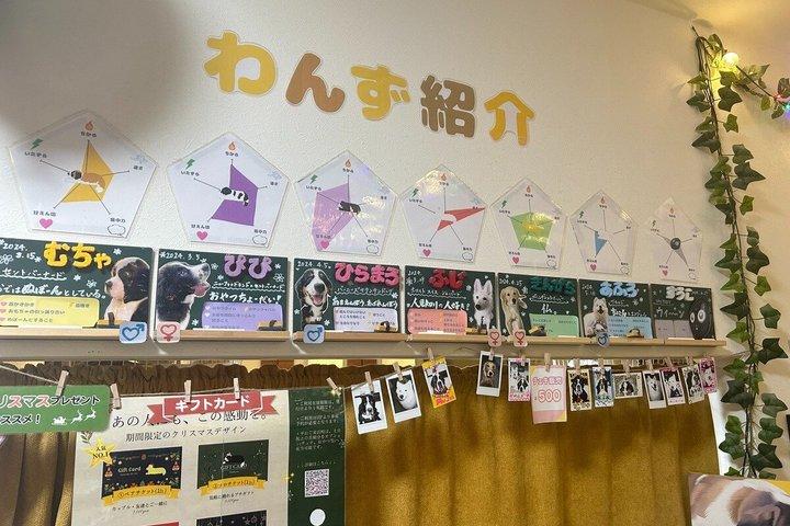 東京の大型犬カフェほっとひと犬
