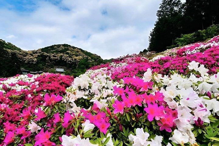 宇治抹茶と隠れた花寺を巡る大阪発プライベートツアー