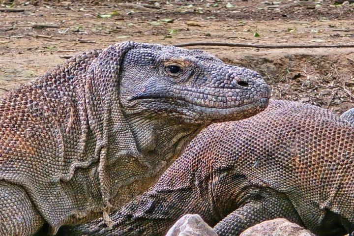 Explorer Komodo Open Trip 2 Jours 1 Nuit