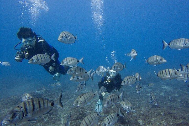 Guided 2 - Excursion plongée sous-marine à Tenerife Sud