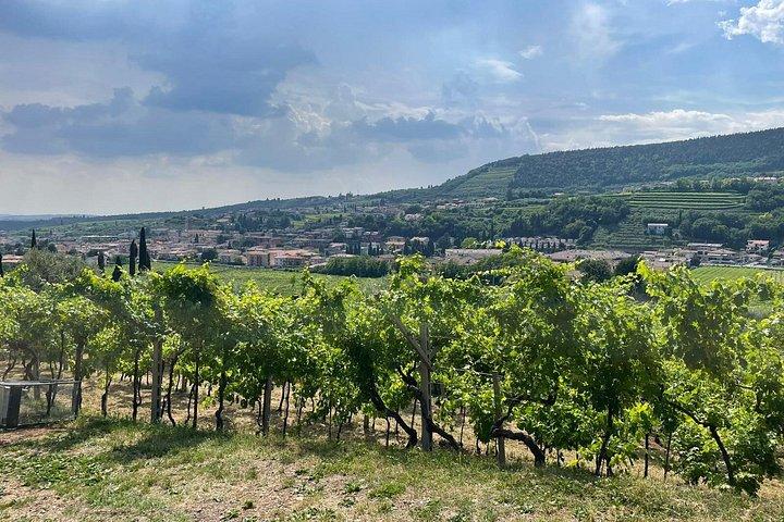 Wine Tour of Amarone della Valpolicella