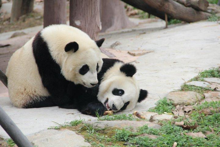 Visite privée d'une journée : Chengdu Giant Panda & Leshan Giant Buddha