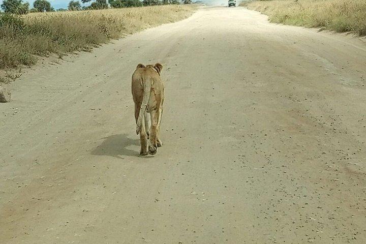 Nairobi : Excursion d'une journée au parc national d'Amboseli