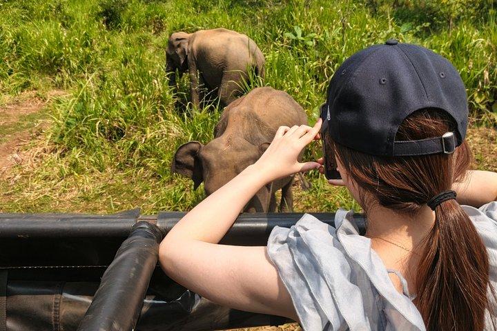 Minneriya Nationalpark Halbtägige private Jeep Safari