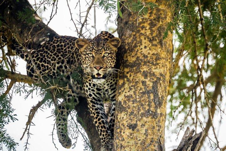 1 Day BIG FOUR Safari to Mikumi Park by train from Dar es Salaam