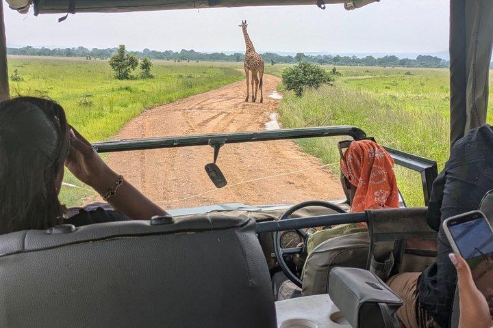 1 Tag BIG FOUR Safari zum Mikumi Park mit dem Zug von Daressalam