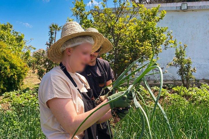 Tangier Garden Workshop and Moroccan Tea Experience
