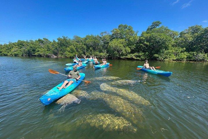 Excursion de 2 heures en kayak de labyrinthe de mangrove à Key West