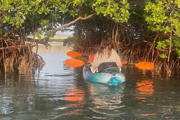 Excursion de 2 heures en kayak de labyrinthe de mangrove à Key West