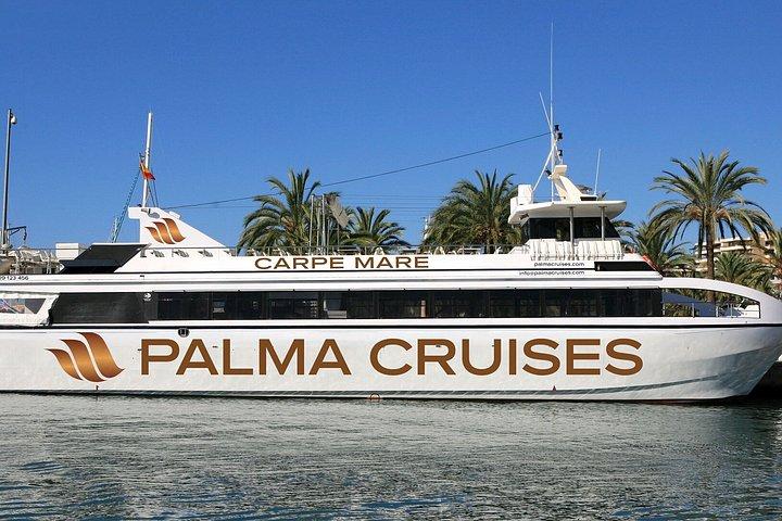 Dolphin Watching from Palma de Mallorca