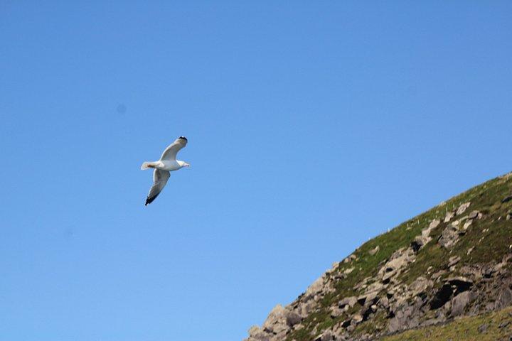 2-stündige geführte Mini-Öko-Tour in Dingle, Irland