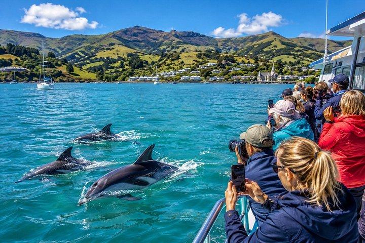 Akaroa Coastal Discovery Day Tour from Christchurch or Lyttelton
