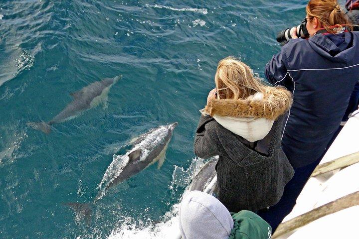 Phillip Island Whale Watching Tour