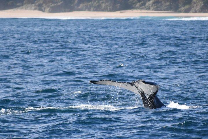 Phillip Island Whale Watching Tour