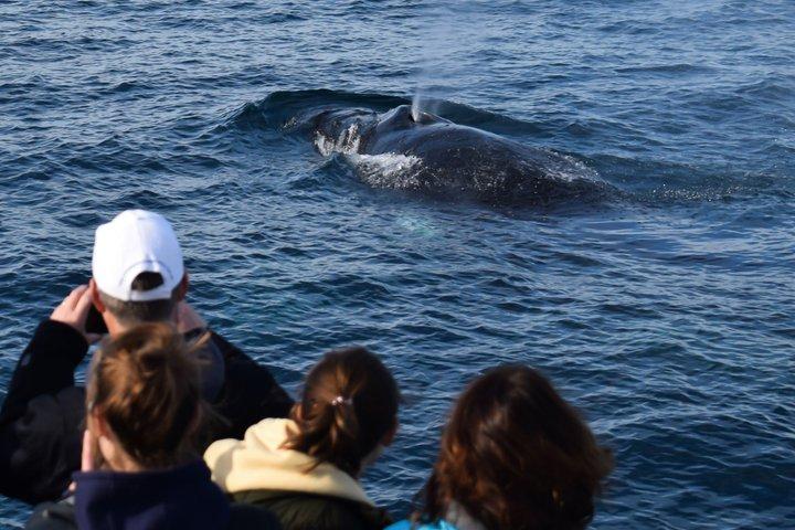 Phillip Island Whale Watching Tour