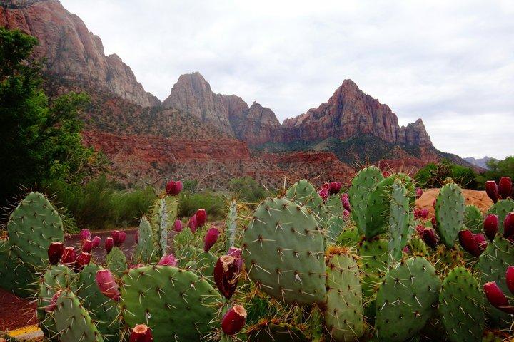 Fra Las Vegas Private Full Day Tour til Zion National Park