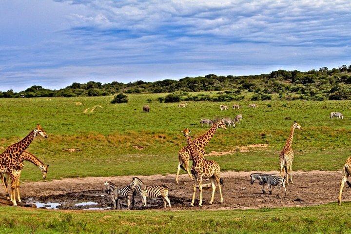 3 Dagar Taita Hills i Saltlick Lodge Privat Safari från Mombasa
