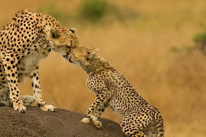 3 Tage private Luxus Masai Mara Safari in die Wildnis mit Stil