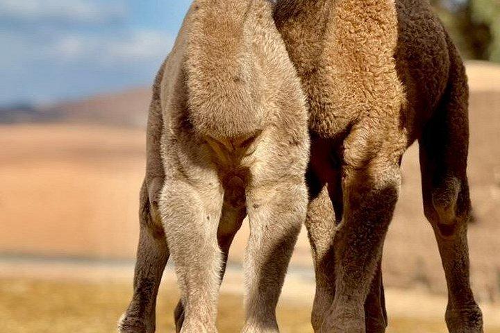 From marrakech :Enjoy Agafay desert pool with Lunch & camel ride