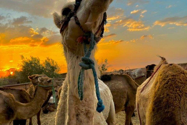 From marrakech :Enjoy Agafay desert pool with Lunch & camel ride