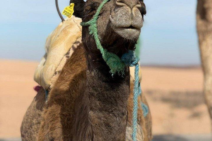 From marrakech :Enjoy Agafay desert pool with Lunch & camel ride