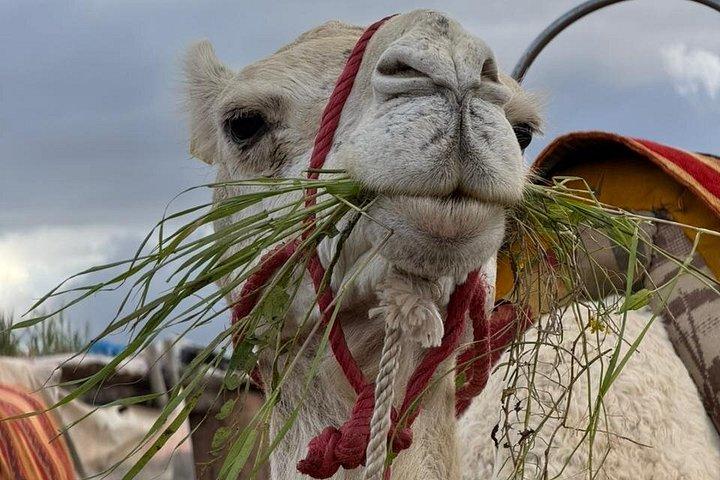 From marrakech :Enjoy Agafay desert pool with Lunch & camel ride
